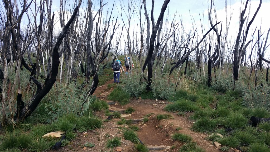 On the Razorback track through areas burnt in the 2013 bushfires - re-growth is occurring, but still lots of black trees everywhere