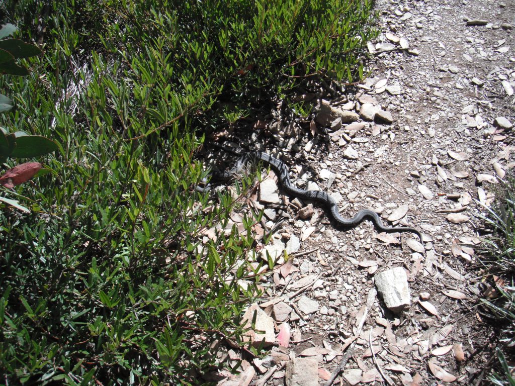 Red Bellied Black snake on the track.